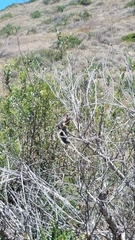 Otospermophilus beecheyi nesioticus