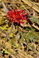 Calliandra dysantha