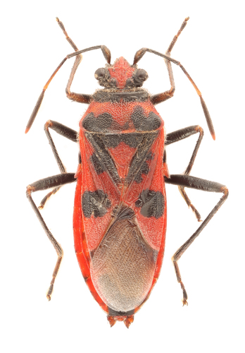 Corizus hyoscyami