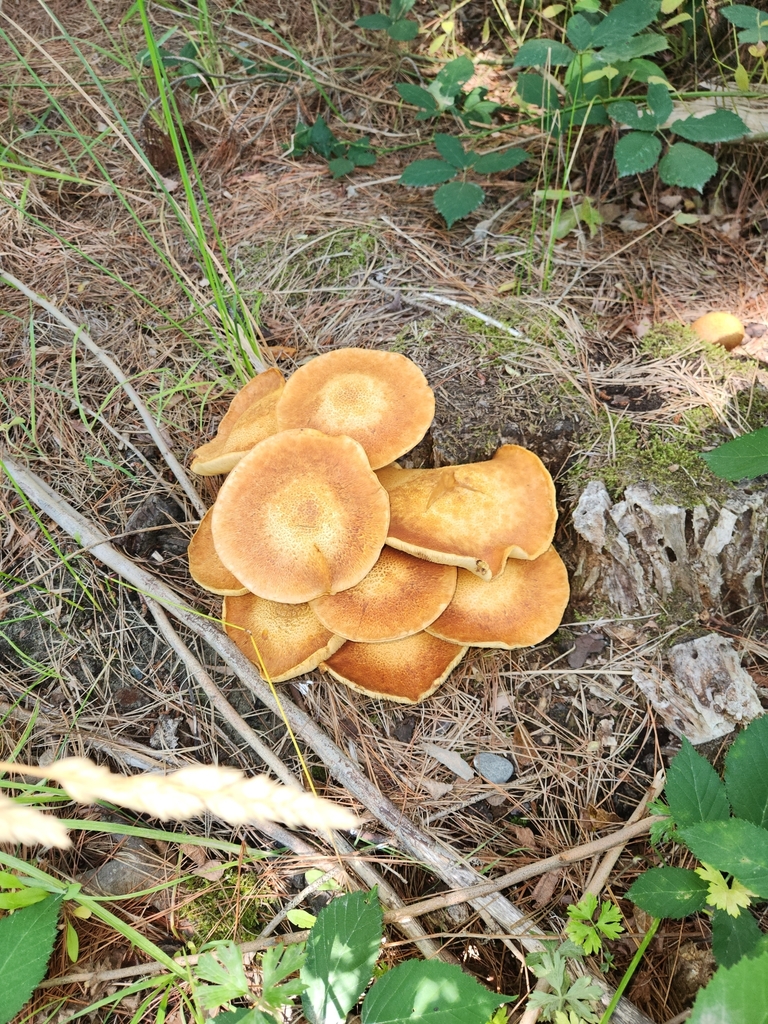 Gymnopilus junonius · February 2025 · photo: © squidney8 (iNaturalist, cc0)