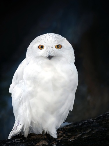 Harfang des neiges, mâle