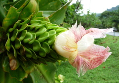 Costus guanaiensis