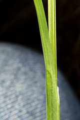 Carex ormostachya