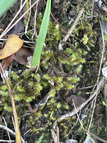Aerobryopsis subdivergens observed 2025-02-11