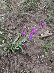 Penstemon neomexicanus