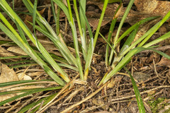 Carex ormostachya
