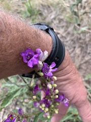 Penstemon neomexicanus