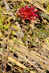 Calliandra dysantha