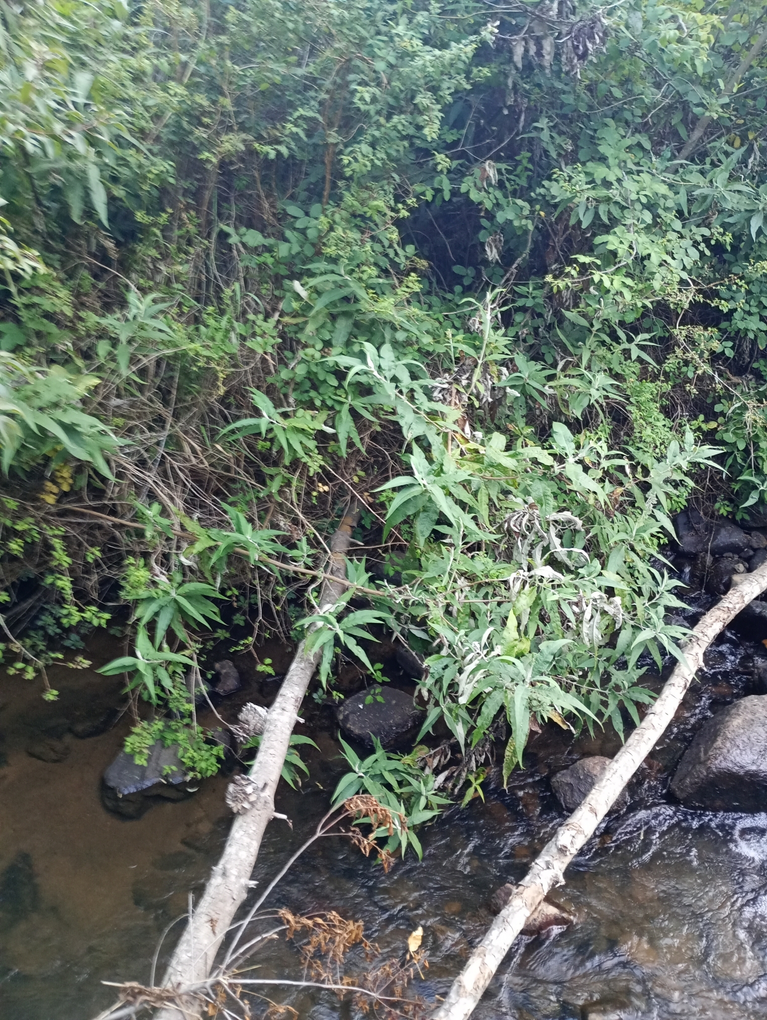 Imagem de Buddleja