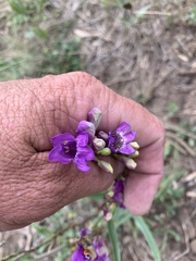 Penstemon neomexicanus