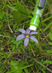 Sisyrinchium idahoense