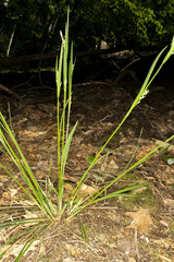 Carex ormostachya
