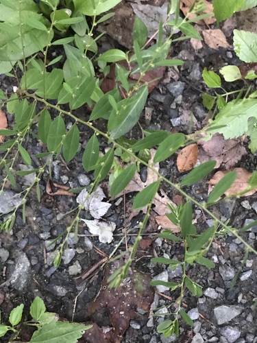 Phyllanthus caroliniensis ssp. caroliniensis