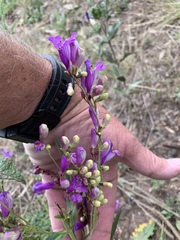 Penstemon neomexicanus