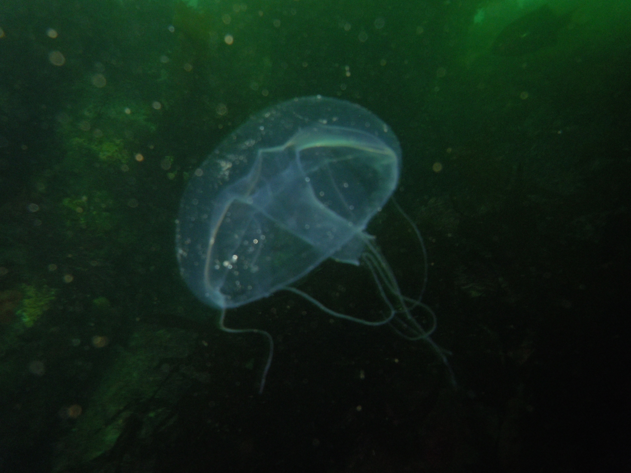 Geryonia proboscidalis (Forsskål, 1775)