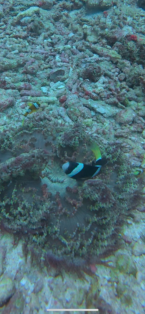 Clark's Anemonefish (Amphiprion clarkii) — recorded at Hans Reef