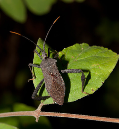 Leaf-footed Bugs (gulf Islands National Seashore Entomology) · Inaturalist