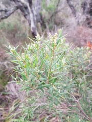 Leucopogon australis