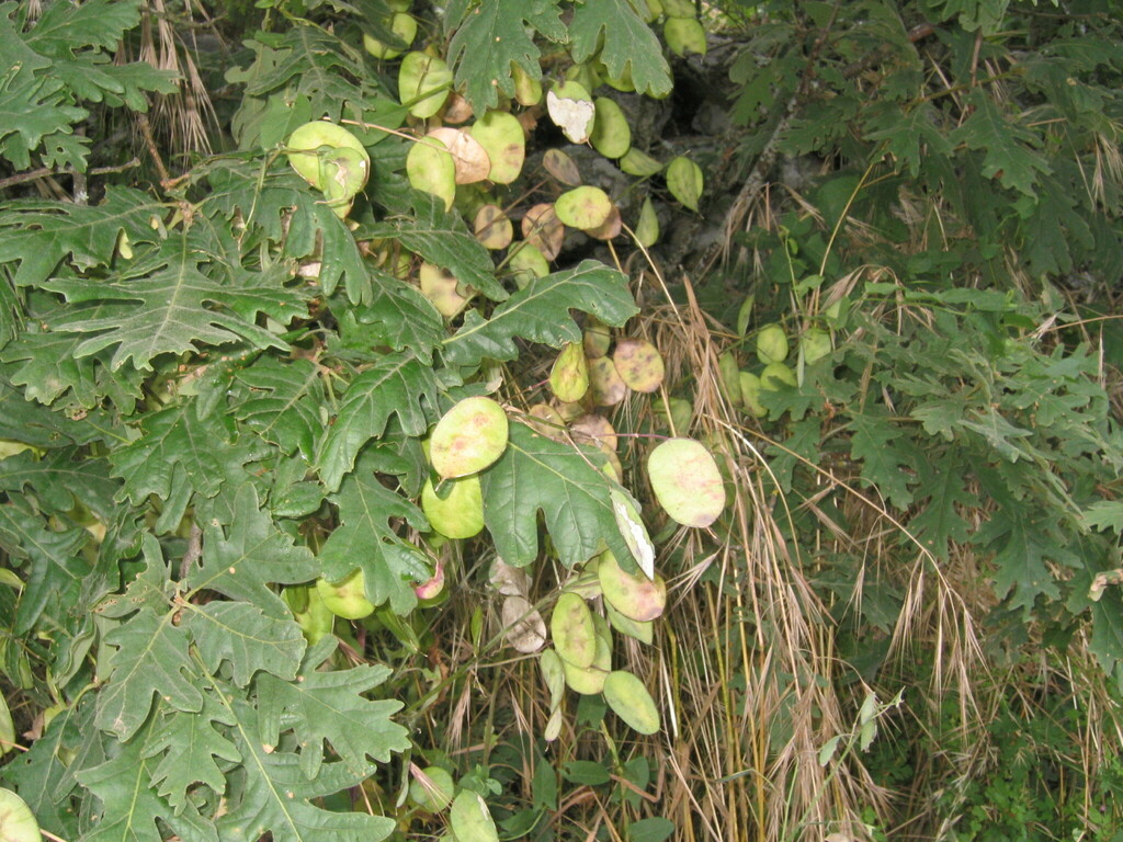 Euphorbia davyi N.E.Br.