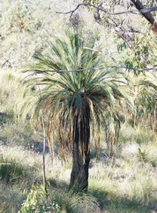 Macrozamia moorei
