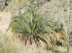 Macrozamia moorei