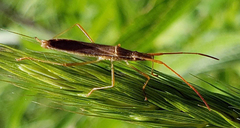 Protenor belfragei