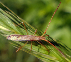 Protenor belfragei