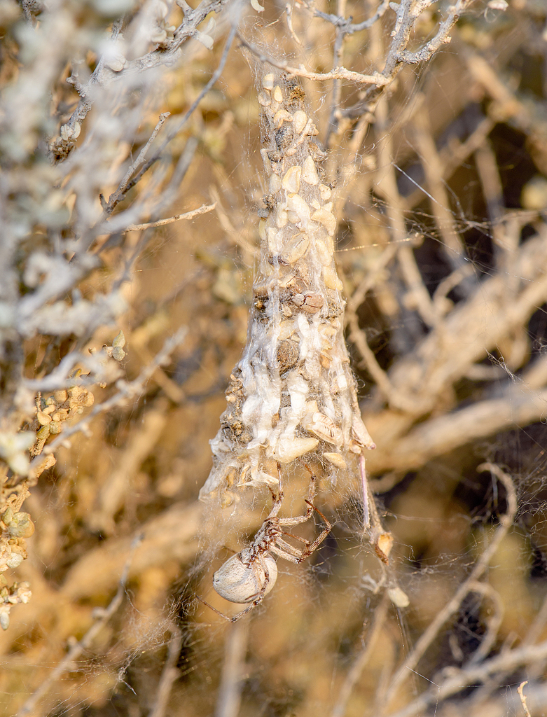 coneweb spiders