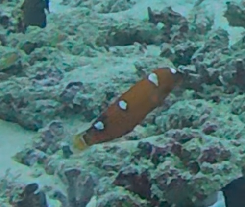 Yellowtail Coris (Coris gaimard)