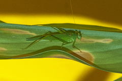 Phaneroptera nana
