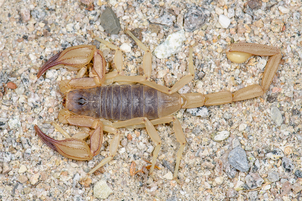 Smeringurus