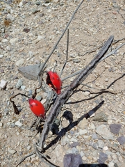 Peniocereus greggii greggii