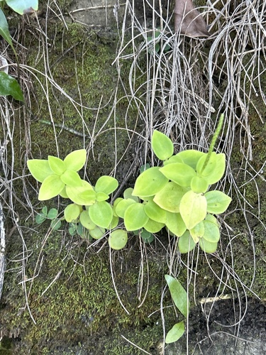 Peperomia leptostachya observed 2025-02-11