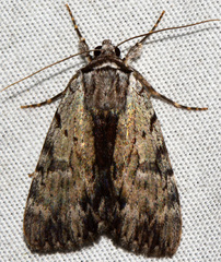 Catocala gracilis