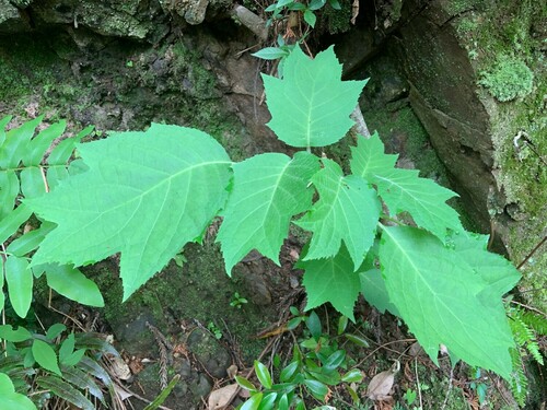 Hydrangea sikokiana iNat (1)