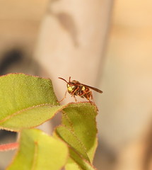Polistes humilis synoecus