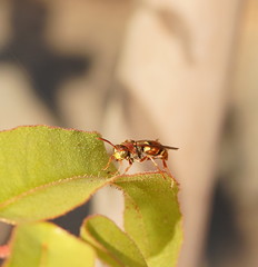 Polistes humilis synoecus