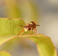 Polistes humilis synoecus