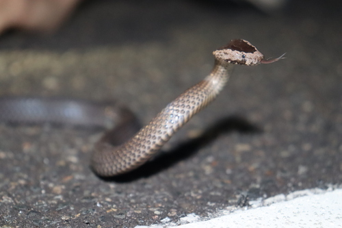 Golden-crowned Snake sighting