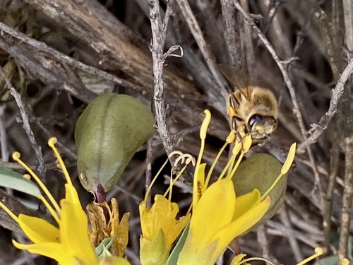 iNaturalist observation photo of Western Honey Bee