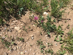 Trifolium parryi