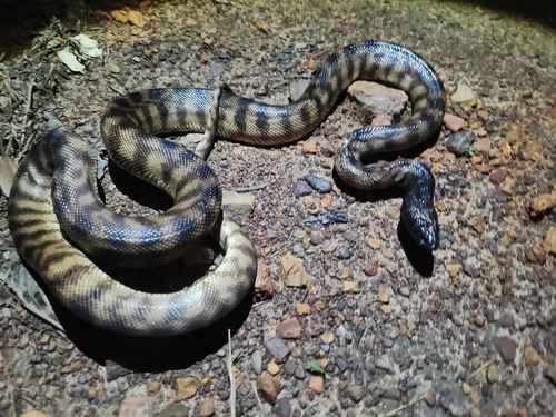 Black-headed Python sighting