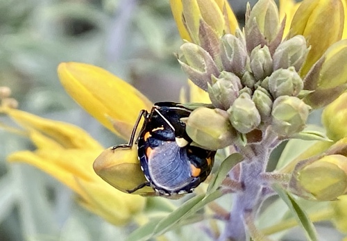 iNaturalist observation photo of Harlequin Bug