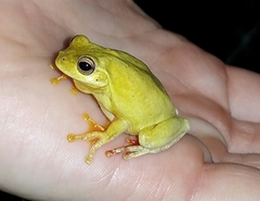 Loquacious Treefrog photo 3