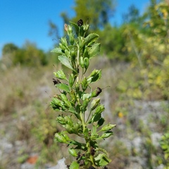 © Joe MDO, some rights reserved (CC-BY-NC)