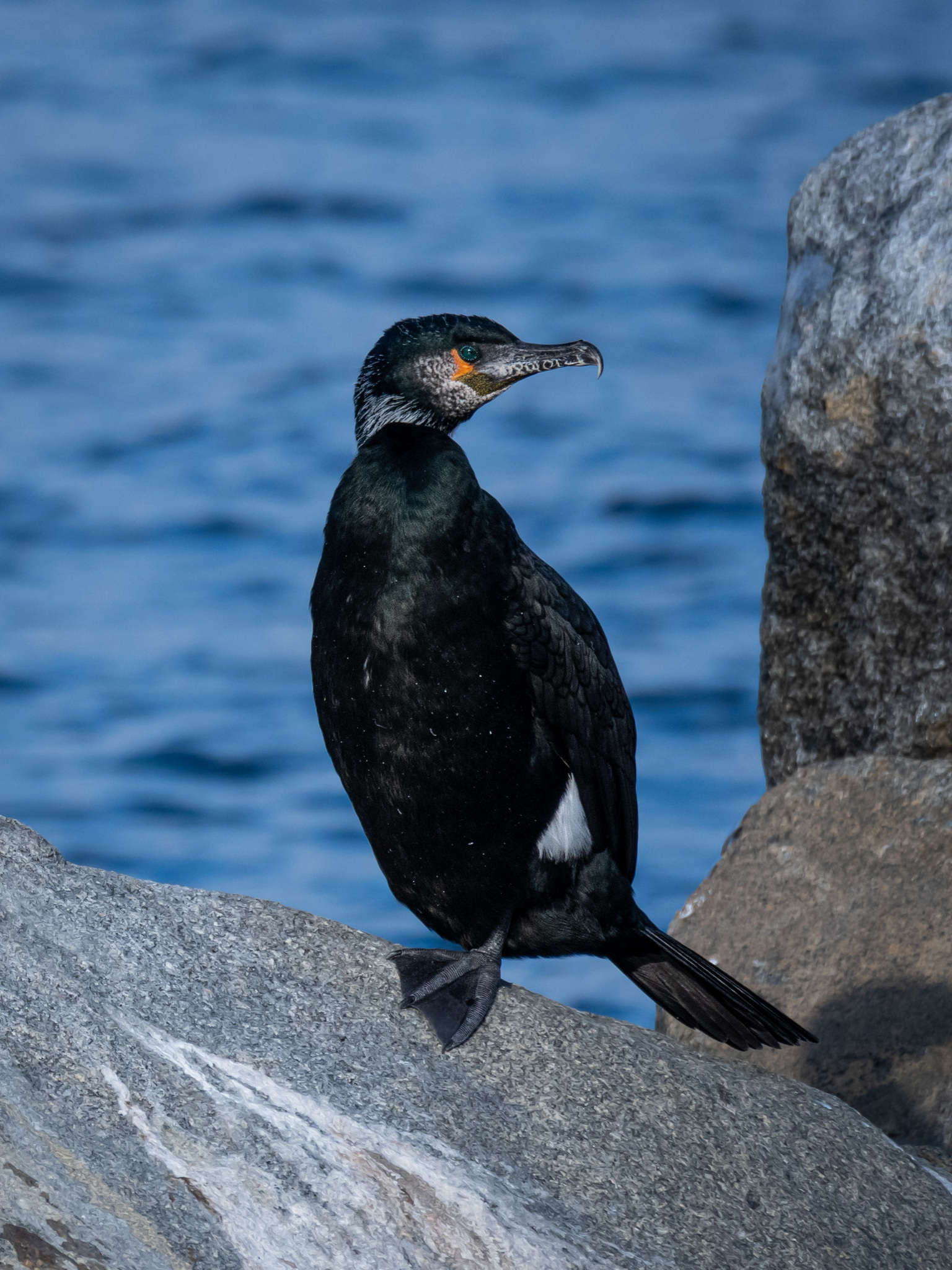 Japanese Cormorant