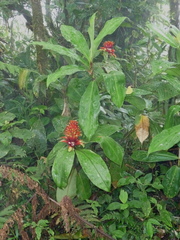 Costus curvibracteatus
