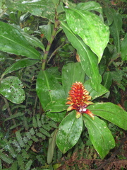 Costus curvibracteatus