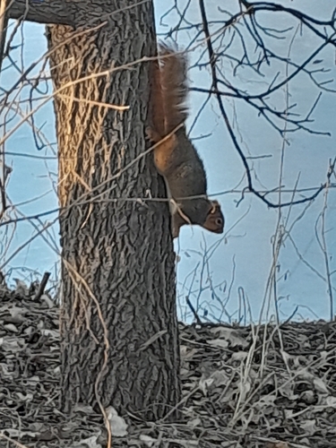 Eastern Fox Squirrel