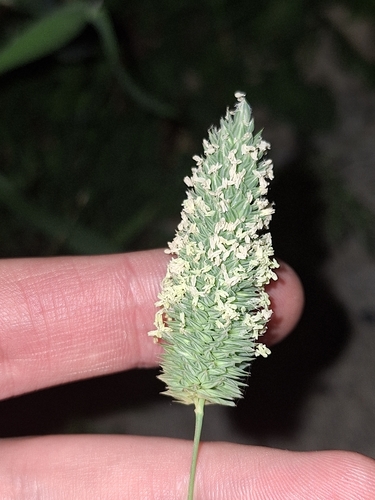 Littleseed canarygrass (Phalaris minor)